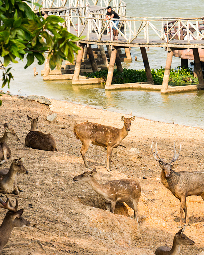 Chumphon Chom Kwang Suspension Bridge (สะพานชมกวาง) 230156CU (1)