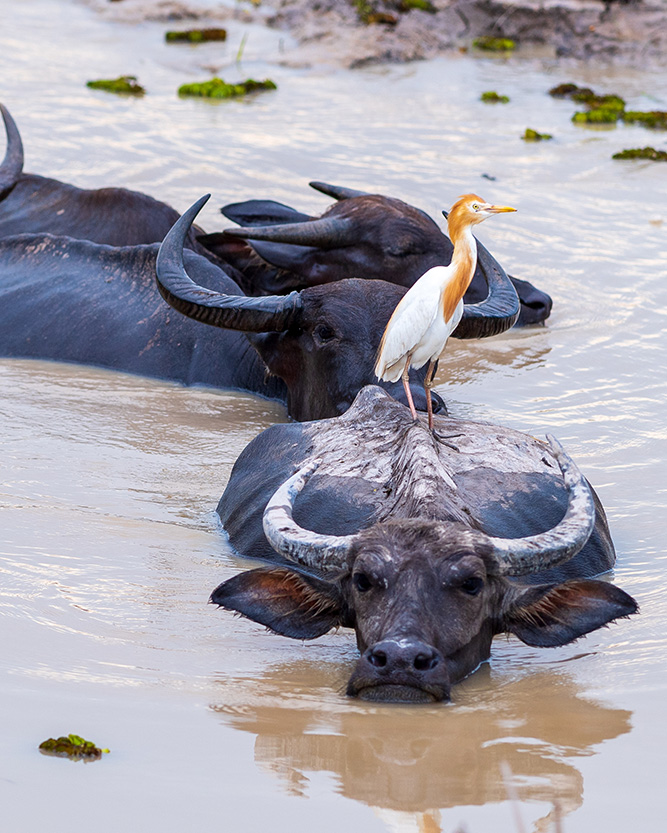 Phatthalung Thale Noi Waterfowl Reserve (เขตห้ามล่าสัตว์ป่าทะเลน้อย) 223094OX (2)