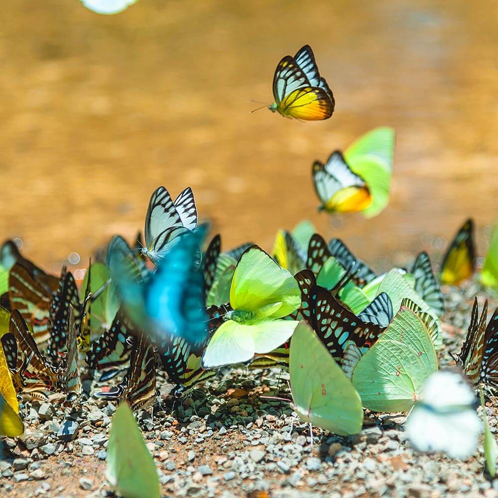 Group of butterflies puddling on the ground and flying in nature